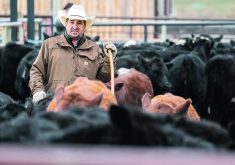 Cody Veilleux moves steers along an alley to be weighed in mid-October when workers processed 950 calves at the Tongue Creek Ranch northwest of Longview, Alta. The livestock industry is welcoming a feed assistance program that was announced last week for Alberta’s beef producers. | Mike Sturk photo