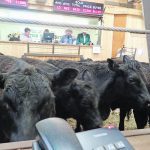 The Replacement Heifer Program offers producers a seven-year loan with a maximum two-year interest-only period with variable interest rates capped at prime plus 1.5 percent and all processing fees waived. | File photo