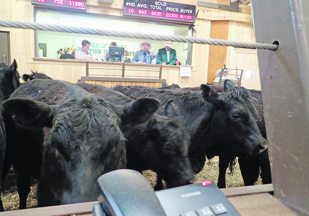 The Replacement Heifer Program offers producers a seven-year loan with a maximum two-year interest-only period with variable interest rates capped at prime plus 1.5 percent and all processing fees waived. | File photo