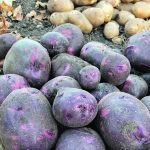 The potato harvest makes way for many warm dishes as the seasons meander along. | Jodie Mirosovsky photo