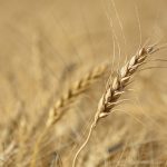 Minneapolis wheat futures prices have been on a steady decline since early 2022, seemingly ignoring market fundamentals. | File photo