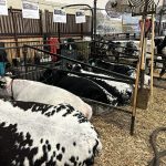 "[Manure is] our biggest expense, by far," Dallas Johnston, the Ag Ex show boss and long-time cattle producer from Brookdale, said in an interview in the show office. | Ed White photo