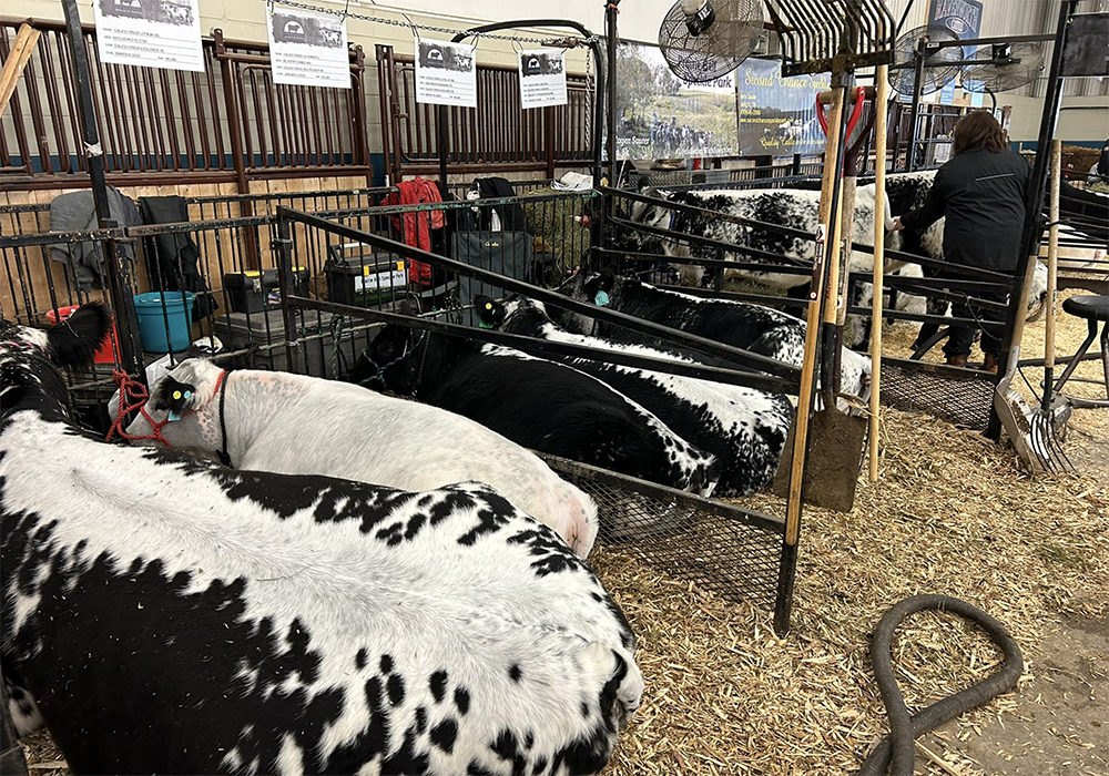 "[Manure is] our biggest expense, by far," Dallas Johnston, the Ag Ex show boss and long-time cattle producer from Brookdale, said in an interview in the show office. | Ed White photo