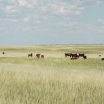 The Grasslands Conservation Initiative is the product of joint discussions between the Canadian Cattle Association, Ducks Unlimited Canada and the Nature Conservancy of Canada that were held in the lead-up to this year's Climate Change Conference (COP28) in United Arab Emirates. | File photo
