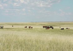 The Grasslands Conservation Initiative is the product of joint discussions between the Canadian Cattle Association, Ducks Unlimited Canada and the Nature Conservancy of Canada that were held in the lead-up to this year's Climate Change Conference (COP28) in United Arab Emirates.  |  File photo