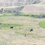 Up to $150 per head will be made available to livestock producers based on a feed-need calculation for lost grazing days for breeding animals on hand as of Dec. 31. | File photo