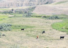 Up to $150 per head will be made available to livestock producers based on a feed-need calculation for lost grazing days for breeding animals on hand as of Dec. 31. | File photo