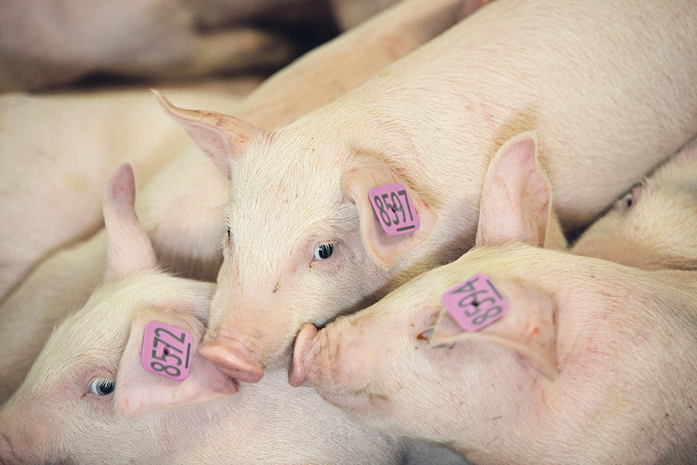 "These compartments are established prior to an outbreak and are intended to allow for the export of products even if they were to originate from within an infected zone," says the CFIA news release announcing the release of the Standards and Framework.  |  File photo