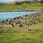 Actual and suspected cases of avian influenza in wild birds that Calgary Wildlife has tested have increased since the end of September. | Les Dunford photo