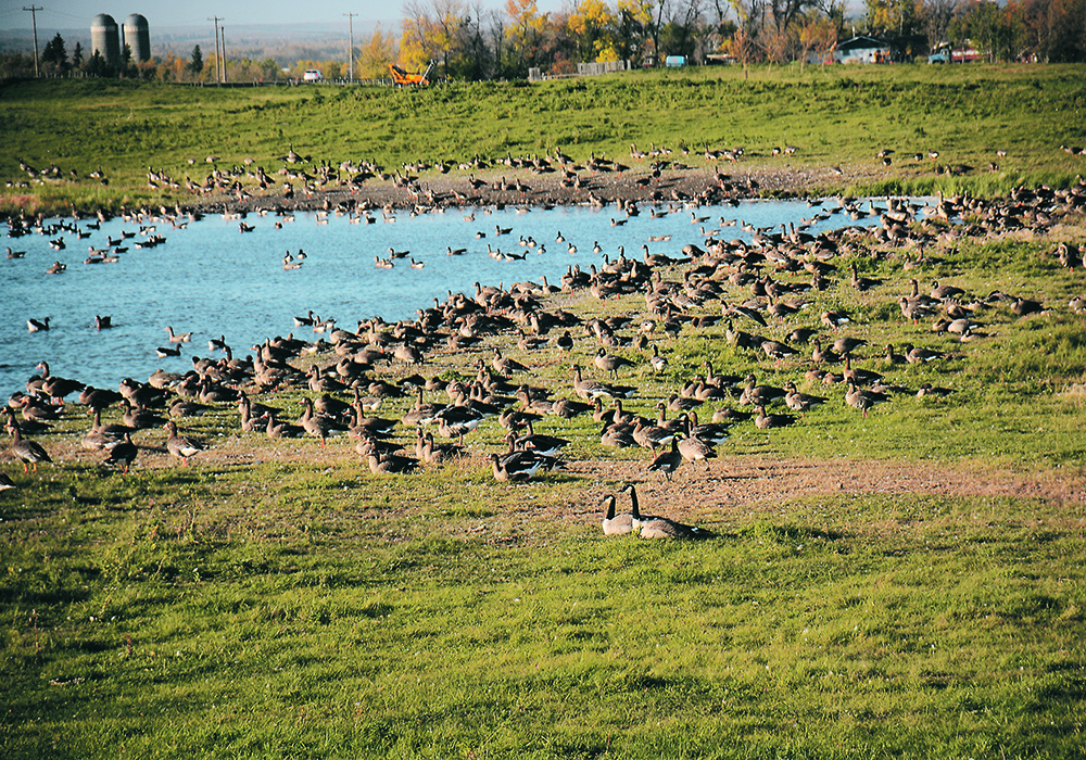 Actual and suspected cases of avian influenza in wild birds that Calgary Wildlife has tested have increased since the end of September.  |  Les Dunford photo