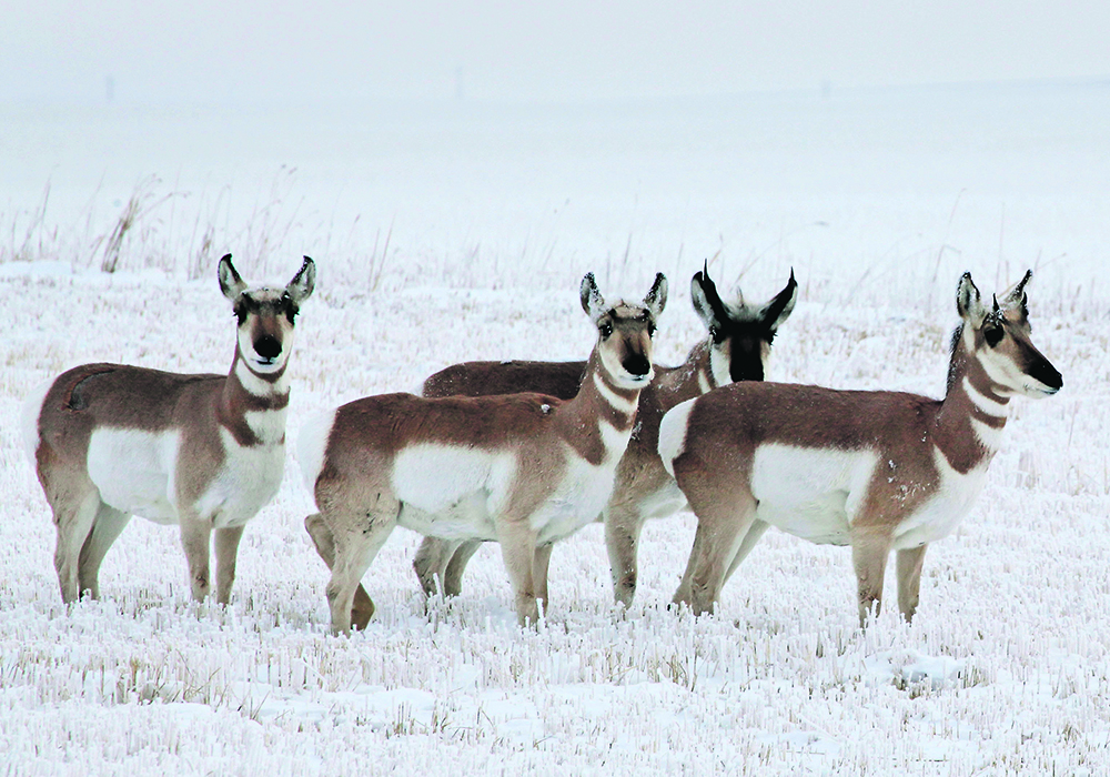 The PronghornXing program hopes to enhance survival of pronghorn crossing the Trans-Canada Highway between Brooks, Alta., and Swift Current, Sask., which is a hot spot for the animals.  |  File photo