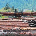 The forestry industry has much in common with agriculture, considering both industries are strongly grounded in rural Canada and both share opportunities presented by climate change mitigation efforts. | Reuters/ Ben Nelms photo