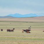 Recent research suggests Ureaplasma could be a potential bacterial cause of respiratory disease in cattle, but more research will be required to prove it conclusively. | Mike Sturk photo