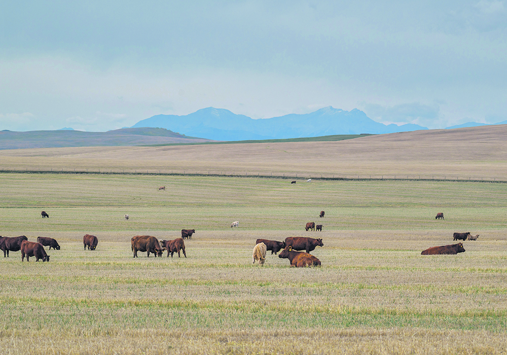 Recent research suggests Ureaplasma could be a potential bacterial cause of respiratory disease in cattle, but more research will be required to prove it conclusively.  |  Mike Sturk photo
