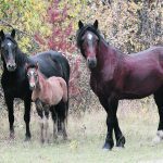 Contraception programs have been suggested as one way to control free-roaming horse populations in Alberta’s eastern slopes, but an ecology professor from the University of Saskatchewan says the jury is out when it comes to their effectiveness. | Wild Horses of Alberta Society photo