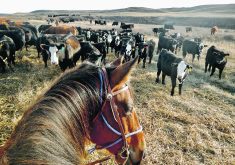 Curious cattle take a close look at a visiting horse and rider in the Arm River Valley near Aylesbury, Sask. Saskatchewan livestock producers are not happy with the AgriRecovery program that was announced late last month.  |  Mickey Watkins photo
