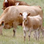 Prices are about $1 to $1.10 per pound higher for calves above 500 pounds, with lighter steers up $1.50 from a year ago. | File photo