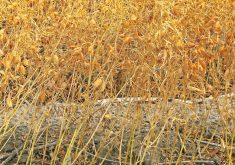 Statistics Canada is forecasting 1.54 million tonnes of lentil production this year, while Saskatchewan Agriculture’s estimate is closer to 2.14 million tonnes. | File photo