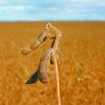 El Nino tends to bring better moisture to Argentina and southern Brazil, which could better soybean crops in the region. | File photo