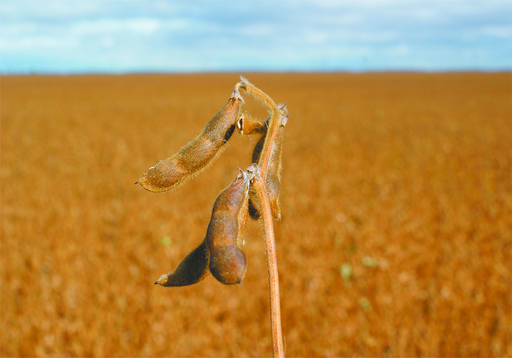 El Nino tends to bring better moisture to Argentina and southern Brazil, which could better soybean crops in the region.  |  File photo