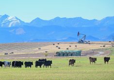 An analyst calls crude oil the “800-pound gorilla in the room” when it comes to ag commodity markets.  |  Mike Sturk photo