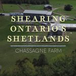 Shearing Ontario’s Shetlands features shepherdess Carole Precious, whose family first introduced the Shetland breed to Canada. Shearer Don Metheral also shares his insights and experiences from the Canadian shearing industry. | Screencap via YouTube/Campaign for Wool - Canada