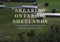Shearing Ontario’s Shetlands features shepherdess Carole Precious, whose family first introduced the Shetland breed to Canada. Shearer Don Metheral also shares his insights and experiences from the Canadian shearing industry. | Screencap via YouTube/Campaign for Wool - Canada