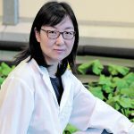 Liping Wang, a researcher at the University of Guelph, used gene editing and transgenic technology to create canola plants with corn genetics. The corn genes are changing how the canola makes starch, which in turn boosts yield. Greenhouse tests show that the canola plants can produce 50 percent more pods and 50 percent higher yields. | Diana Martin photo