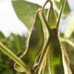 Soybean oil futures have been on a downslide since peaking at 65.58 cents on July 24. | File photo