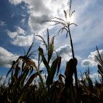 It is already much drier than normal in central and northeastern Brazil and the forecast calls for more of the same. | Reuters photo