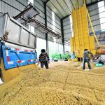 China's Ministry of Agriculture and Rural Affairs recently approved 37 GM corn and 14 GM soybean varieties for cultivation. Earlier this year the Chinese government launched a campaign to reduce the country’s reliance on imported soybeans. | Reuters photo