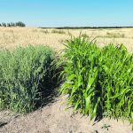 This stand of oats is compared to forage sorghum six weeks after planting. | Greg Stamp photo