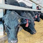 Research shows bunk management efficiencies could be pinpointed using trail cameras and attention to the impact of bunk, cattle and external conditions. | Diana Martin photo
