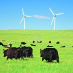 The Canadian Cattle Association, Ducks Unlimited Canada and the Nature Conservancy of Canada hope their joint initiative will protect biodiversity while contributing to food security by keeping cattle on the land. | File photo