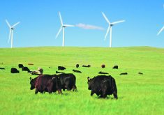 The Canadian Cattle Association, Ducks Unlimited Canada and the Nature Conservancy of Canada hope their joint initiative will protect biodiversity while contributing to food security by keeping cattle on the land.  |  File photo