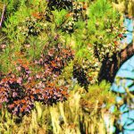 The decline in monarch butterfly numbers has been mainly due to damage to their overwintering sites, with other factors also at play, such as overuse of pesticides and climate change. | XSIC photo
