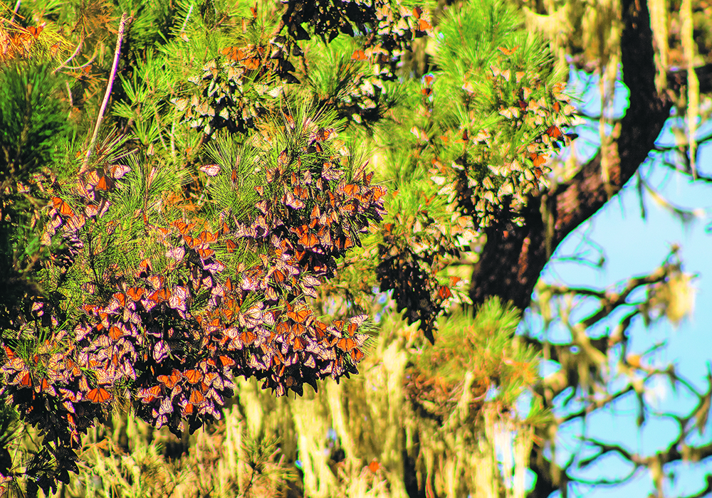The decline in monarch butterfly numbers has been mainly due to damage to their overwintering sites, with other factors also at play, such as overuse of pesticides and climate change.  |  XSIC photo