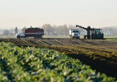 Despite the challenges, Alberta Sugar Beet Growers are looking at above average yields with the possibility of even better prices if the 1,500 acres still in the ground can be harvested and processed, according to the group’s president, Gary Tokariuk. | Alberta Sugar Beet Growers photo
