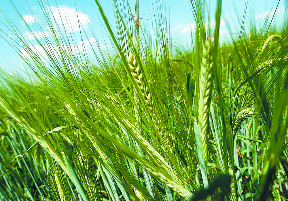 “The Canadian Malting Barley Technical Centre (CMBTC) has been facilitating the shipment of container loads of new malting barley varieties to Chinese maltsters since 2017.  |  File photo