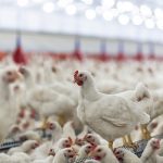 Eight B.C. poultry farms have been confirmed to have outbreaks of the virus, according to a Nov. 8 release from the B.C. agriculture ministry, bringing the total to 14 commercial operations affected since Oct. 20. | Getty Images