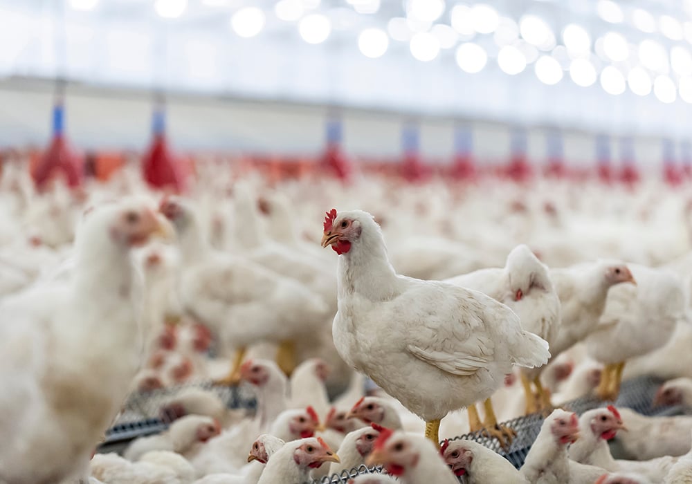 Eight B.C. poultry farms have been confirmed to have outbreaks of the virus, according to a Nov. 8 release from the B.C. agriculture ministry, bringing the total to 14 commercial operations affected since Oct. 20. | Getty Images