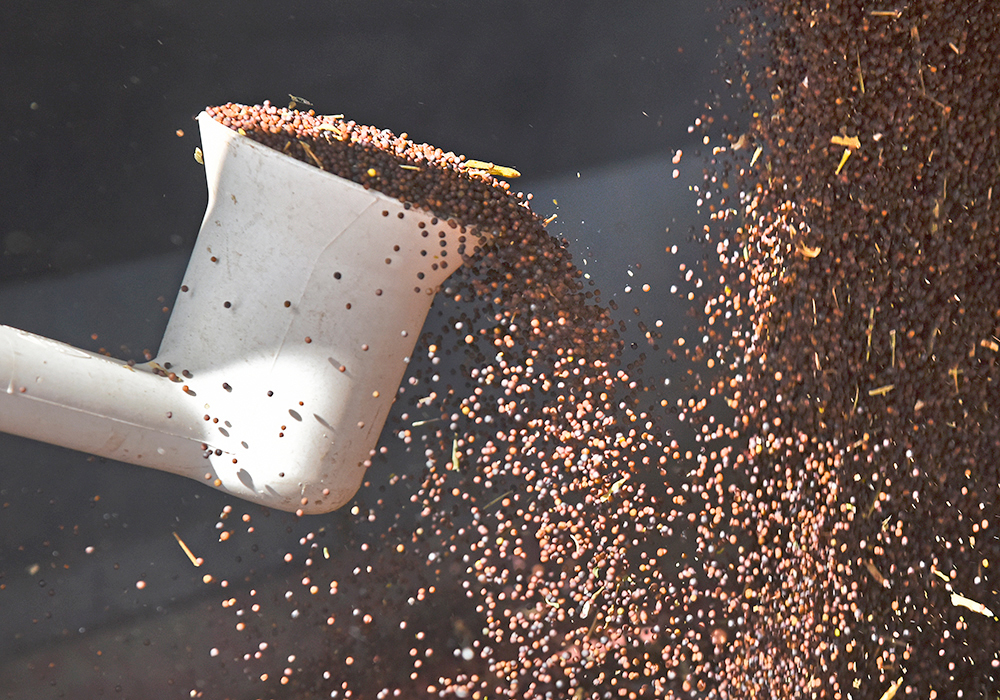 The 2023–28 Canola AgriScience Research Cluster is a five-year research program funded through S-CAP and the canola industry. | File photo