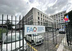 The United Nations’ Food and Agriculture Organization maintains its forecast for world cereal production this year at 2.819 billion tonnes, up 0.9 percent from the previous year.  |  Terry Fries photo