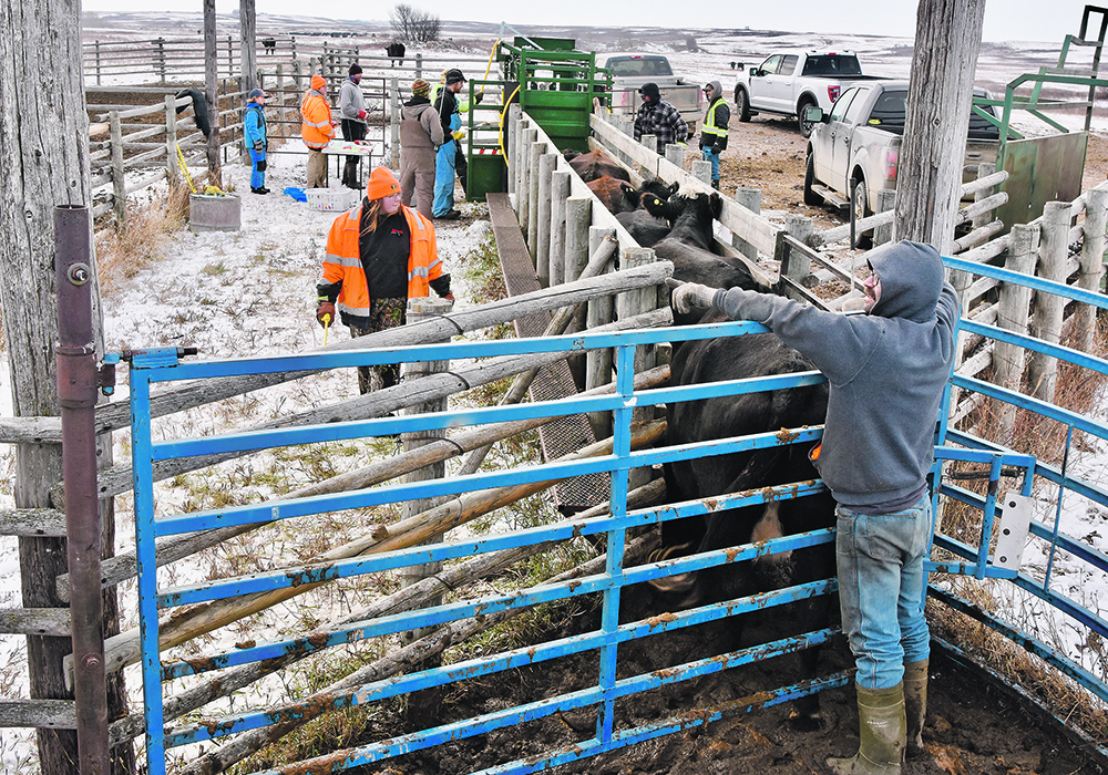 There was lots of help on a fresh cool day. | Mickey Watkins photo