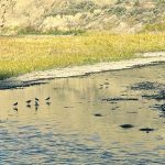 The United Nations University Hub in Calgary has created four research clusters, including one that will focus on environmental predictions for water sustainability. | Alex McCuaig photo