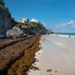 Many Caribbean countries depend economically on drawing travellers from around the world to their white sand beaches, but since 2010 heaps of rotting seaweed have been massing on the shores for reasons scientists do not yet fully understand but suspect are related to climate change. | Getty Images