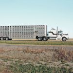 The livestock industry wants hours-of-work rules for truck drivers to take into account “unforeseen circumstances.” | File photo