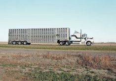 The livestock industry wants hours-of-work rules for truck drivers to take into account “unforeseen circumstances.”  |  File photo