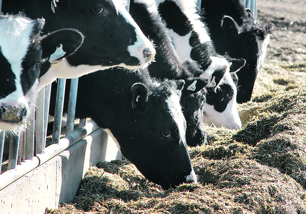 The relationship between diet and histidine levels came to light in research at Penn State University when experiments showed that blood histidine concentrations dropped when dairy cows were fed reduced-protein diets. | File photo
