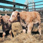 An Alberta veterinary pharmaceutical company says its castration bands infused with lidocaine will be introduced in the United States at least a year before they can be sold in Canada because of regulatory requirements. | File photo